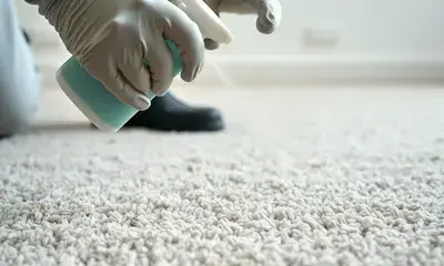 Applying carpet protectant spray to freshly cleaned carpet fibers